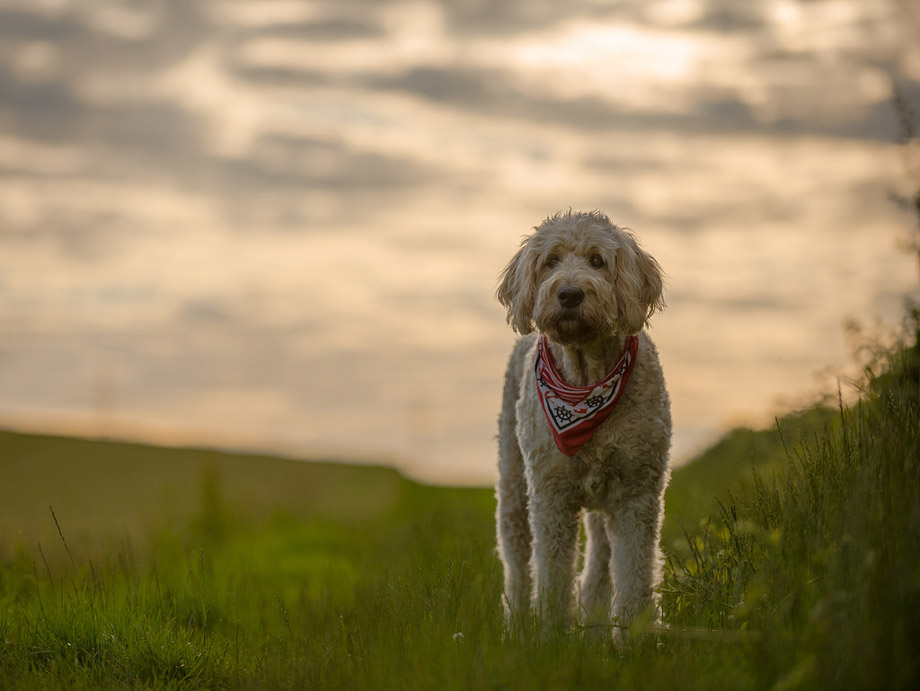 Dog with bandana