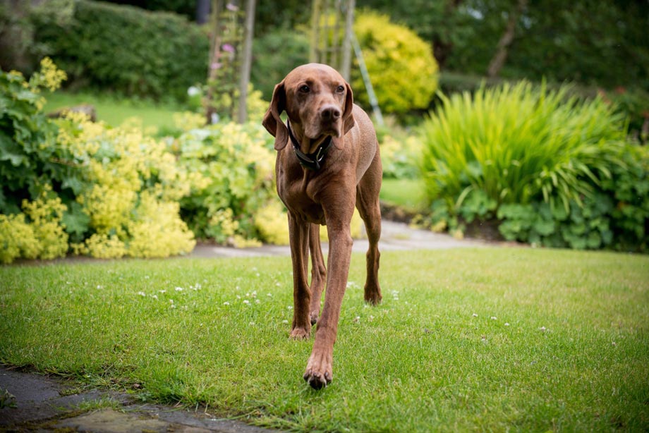 Mia the resident Hungarian Vizsla