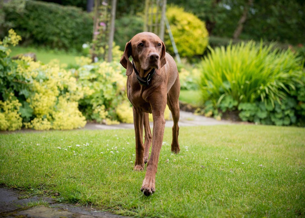 Mia the resident Hungarian Vizsla